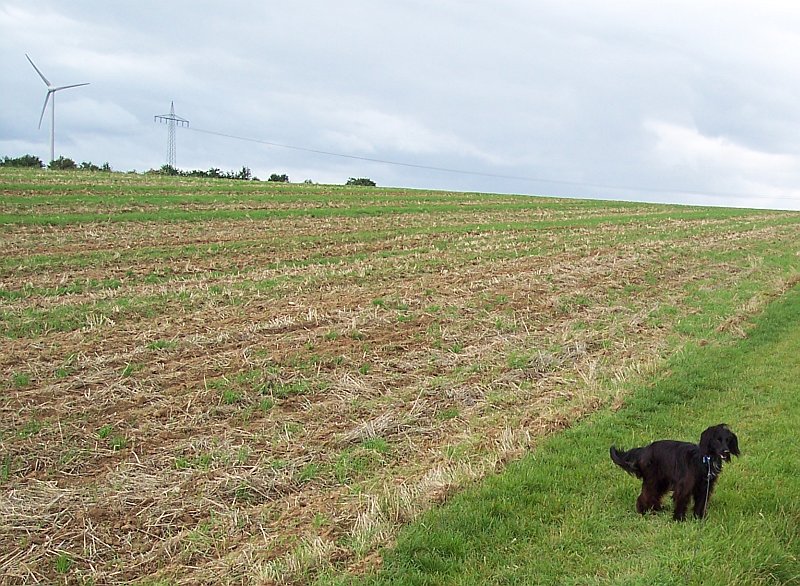 Waldfön und Hund